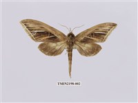 藏品(細銀斑舟蛾)的圖片